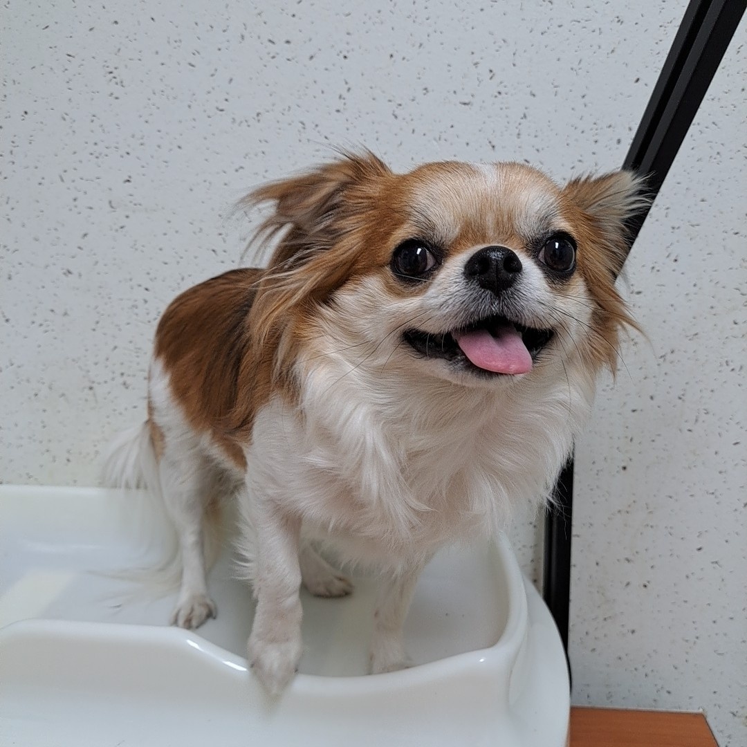 수원시 동물보호센터_441374202300390